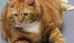 橘猫王者爆料视频,揭秘爆款游戏幕后制作秘辛